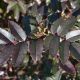 Mahonia pospolita