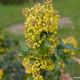 Mahonia pospolita
