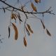 Robinia lepka