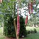 Robinia lepka