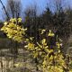 Forsycja pośrednia