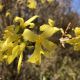 Forsycja pośrednia